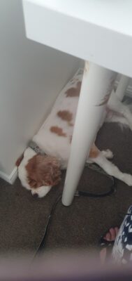 Hamish