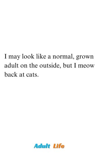 meow at catsjpg